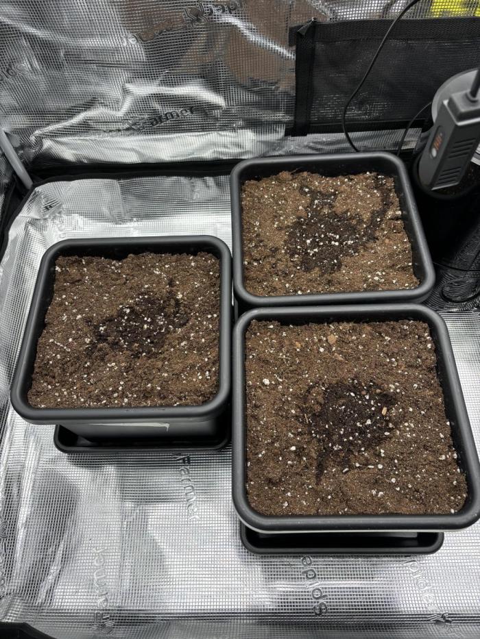 3x Fast Buds LSD-25 Auto. Week 0 - Day 0