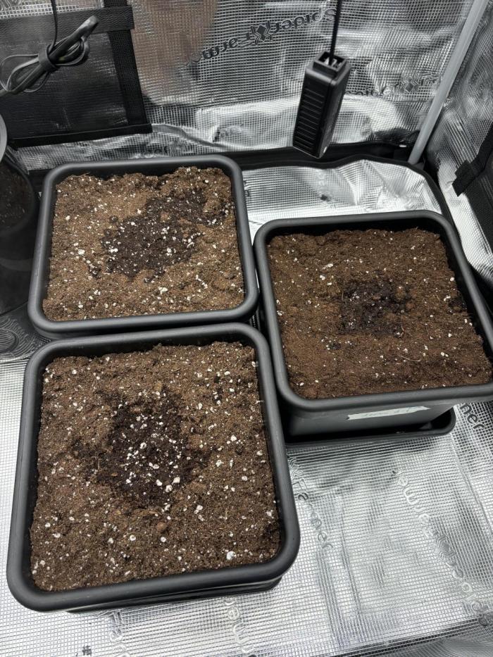 3x Fast Buds Lemon Cherry Cookies Auto. Week 0 - Day 0