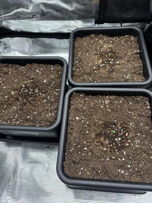 3x Fast Buds LSD-25 Auto. Week 1 - 06.03. - D1