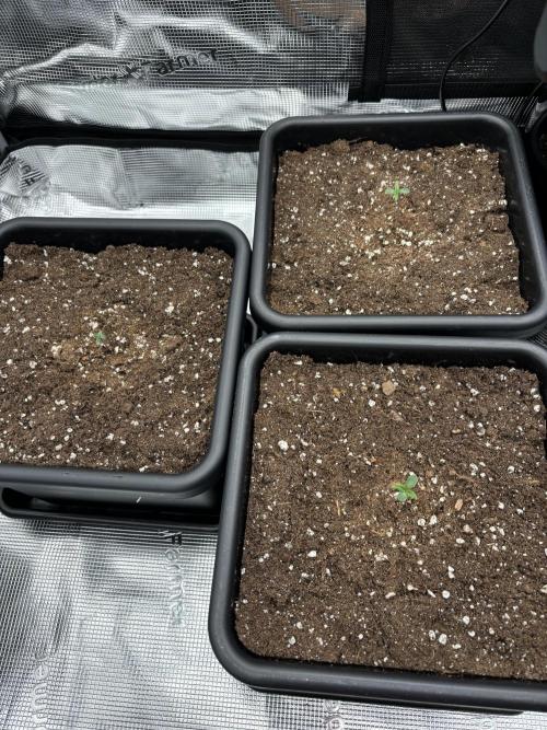3x Fast Buds LSD-25 Auto. Week 1 - 07.03. - D2