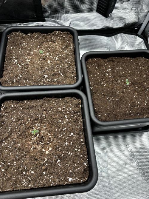 3x Fast Buds Lemon Cherry Cookies Auto. Week 1 - 07.03. - D2