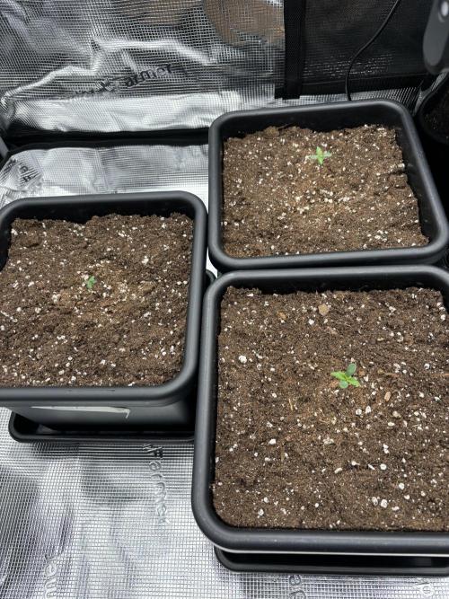 3x Fast Buds LSD-25 Auto. Week 1 - 08.03. - D3