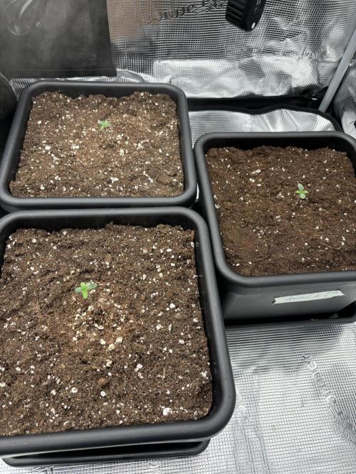 3x Fast Buds Lemon Cherry Cookies Auto. Week 1 - 08.03. - D3