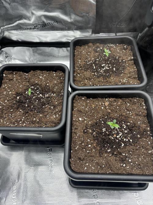 3x Fast Buds LSD-25 Auto. Week 1 - 09.03. - D4