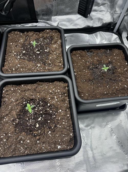 3x Fast Buds Lemon Cherry Cookies Auto. Week 1 - 09.03. - D4