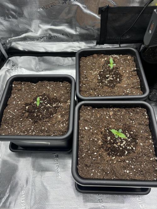 3x Fast Buds LSD-25 Auto. Week 1 - 10.03. - D5