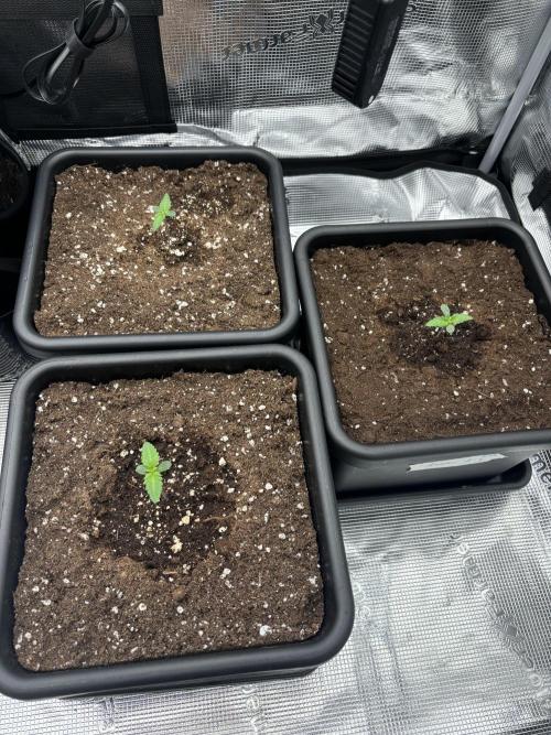 3x Fast Buds Lemon Cherry Cookies Auto. Week 1 - 10.03. - D5