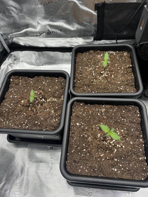 3x Fast Buds LSD-25 Auto. Week 1 - 11.03. - D6