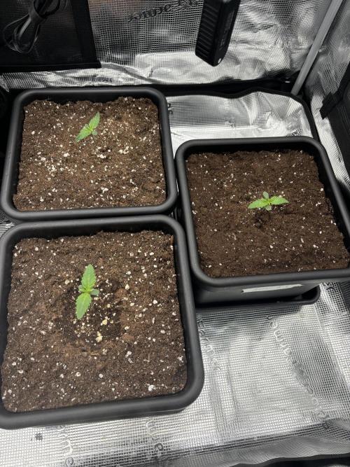 3x Fast Buds Lemon Cherry Cookies Auto. Week 1 - 11.03. - D6