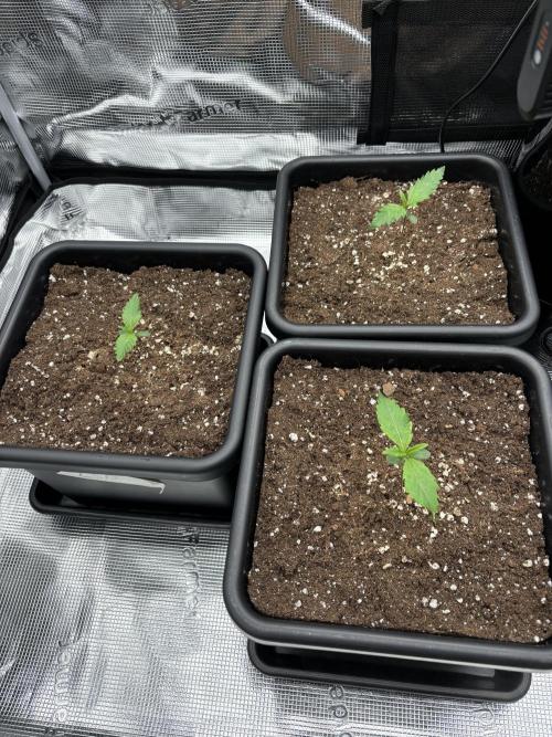 3x Fast Buds LSD-25 Auto. Week 1 - 12.03. - D7