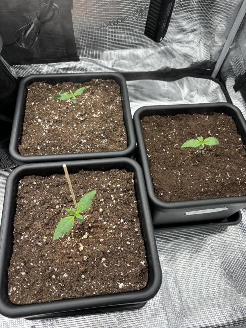 3x Fast Buds Lemon Cherry Cookies Auto. Week 1 - 12.03. - D7