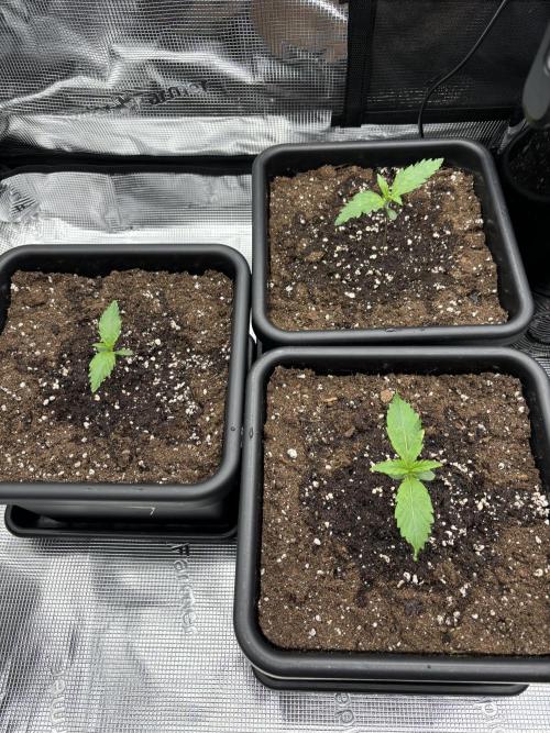 3x Fast Buds LSD-25 Auto. Week 2 - 13.03. - D8