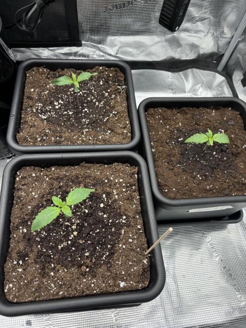 3x Fast Buds Lemon Cherry Cookies Auto. Week 2 - 13.03. - D8