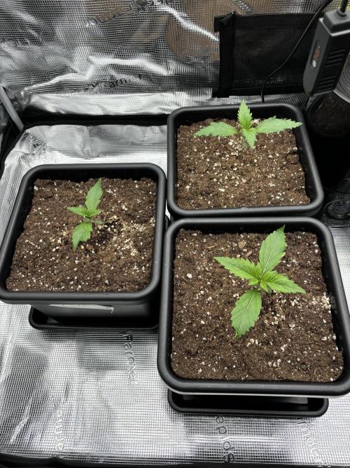 3x Fast Buds LSD-25 Auto. Week 2 - 15.03. - D10