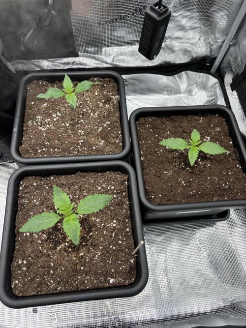 3x Fast Buds Lemon Cherry Cookies Auto. Week 2 - 15.03. - D10