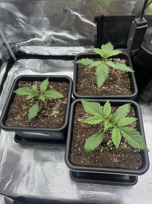 3x Fast Buds LSD-25 Auto. Week 2 - 18.03. - D13