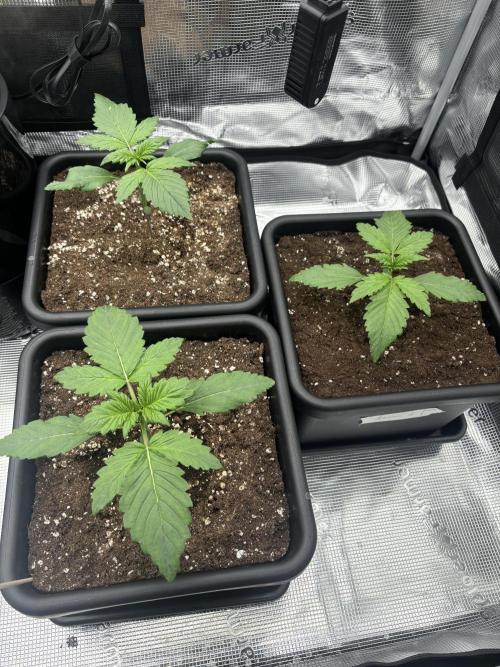 3x Fast Buds Lemon Cherry Cookies Auto. Week 2 - 18.03. - D13