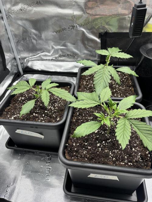 3x Fast Buds LSD-25 Auto. Week 3 - 20.03. - D15