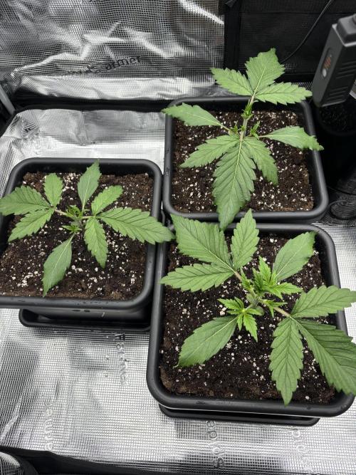 3x Fast Buds LSD-25 Auto. Week 3 - 20.03. - D15