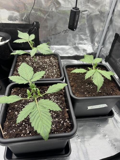 3x Fast Buds Lemon Cherry Cookies Auto. Week 3 - 20.03. - D15