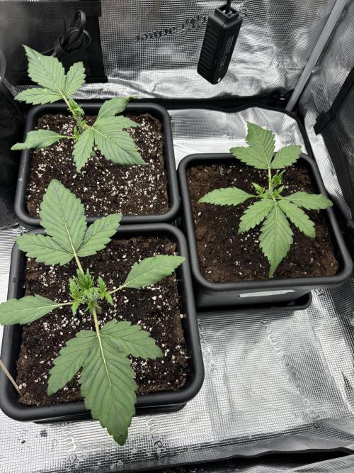 3x Fast Buds Lemon Cherry Cookies Auto. Week 3 - 20.03. - D15