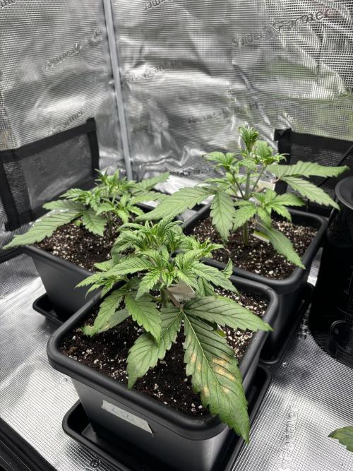 3x Fast Buds LSD-25 Auto. Week 3 - 24.03. - D19