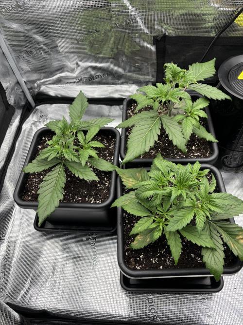 3x Fast Buds LSD-25 Auto. Week 3 - 24.03. - D19