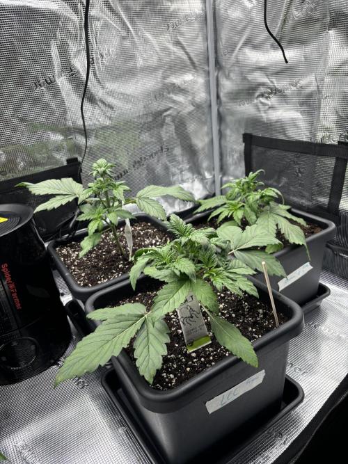 3x Fast Buds Lemon Cherry Cookies Auto. Week 3 - 24.03. - D19