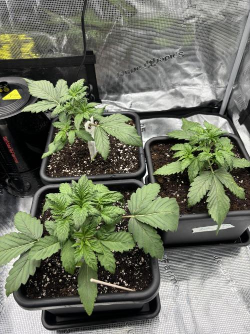 3x Fast Buds Lemon Cherry Cookies Auto. Week 3 - 24.03. - D19
