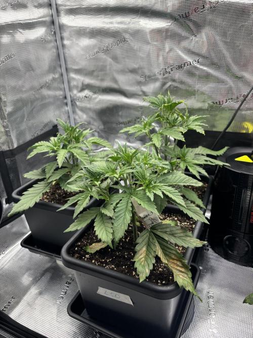 3x Fast Buds LSD-25 Auto. Week 3 - 26.03. - D21