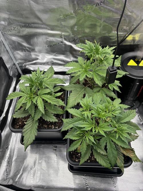 3x Fast Buds LSD-25 Auto. Week 3 - 26.03. - D21