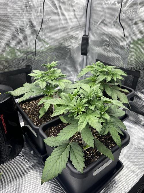 3x Fast Buds Lemon Cherry Cookies Auto. Week 3 - 26.03. - D21