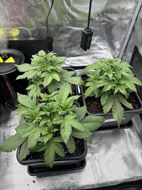 3x Fast Buds Lemon Cherry Cookies Auto. Week 3 - 26.03. - D21
