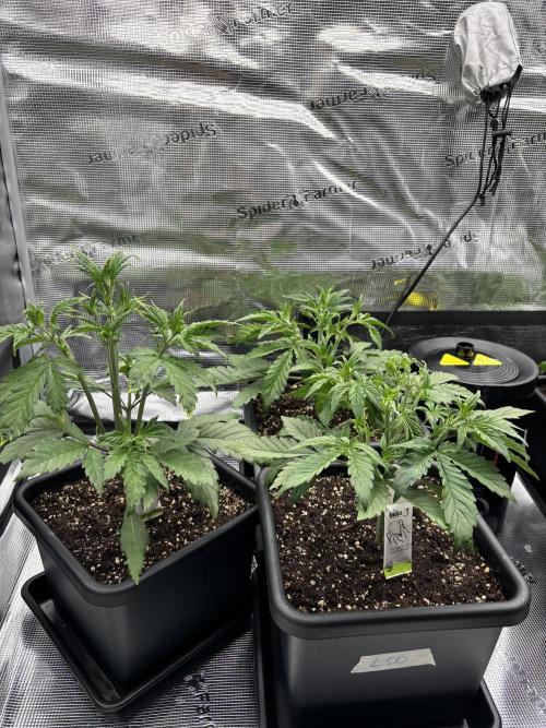 3x Fast Buds LSD-25 Auto. Week 4 - 27.03. - D22