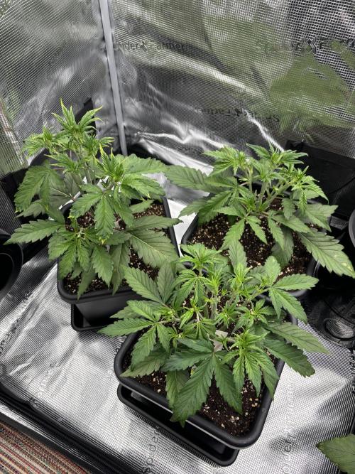 3x Fast Buds LSD-25 Auto. Week 4 - 27.03. - D22