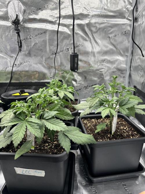 3x Fast Buds Lemon Cherry Cookies Auto. Week 4 - 27.03. - D22