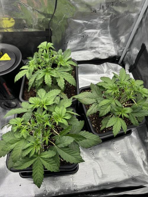 3x Fast Buds Lemon Cherry Cookies Auto. Week 4 - 27.03. - D22