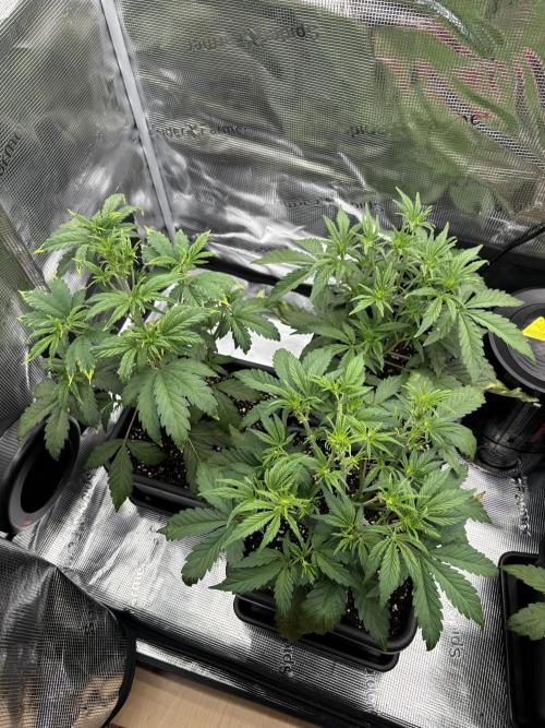 3x Fast Buds LSD-25 Auto. Week 4 - 30.03. - D25