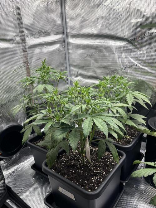 3x Fast Buds LSD-25 Auto. Week 4 - 30.03. - D25
