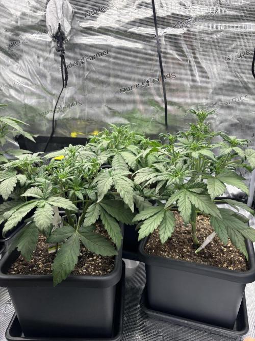 3x Fast Buds Lemon Cherry Cookies Auto. Week 4 - 30.03. - D25