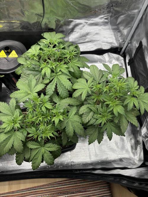 3x Fast Buds Lemon Cherry Cookies Auto. Week 4 - 30.03. - D25