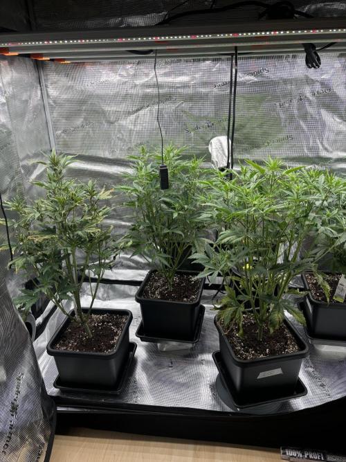 3x Fast Buds LSD-25 Auto. Week 5 - 05.04. - D31