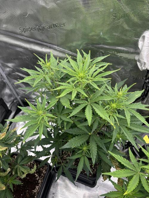 3x Fast Buds LSD-25 Auto. Week 5 - D31