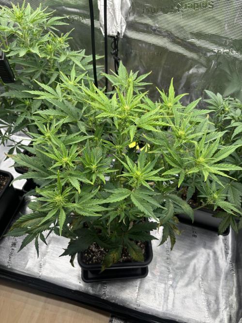 3x Fast Buds LSD-25 Auto. Week 5 - D31