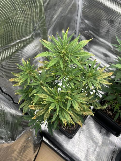 3x Fast Buds LSD-25 Auto. Week 5 - D31