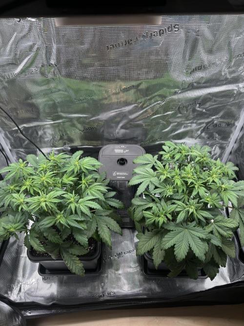 3x Fast Buds Lemon Cherry Cookies Auto. Week 5 - 05.04. - D31