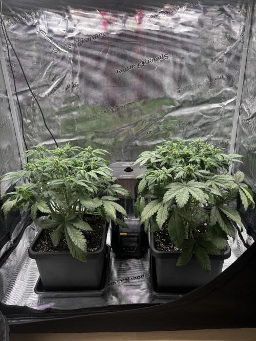 3x Fast Buds Lemon Cherry Cookies Auto. Week 5 - 05.04. - D31