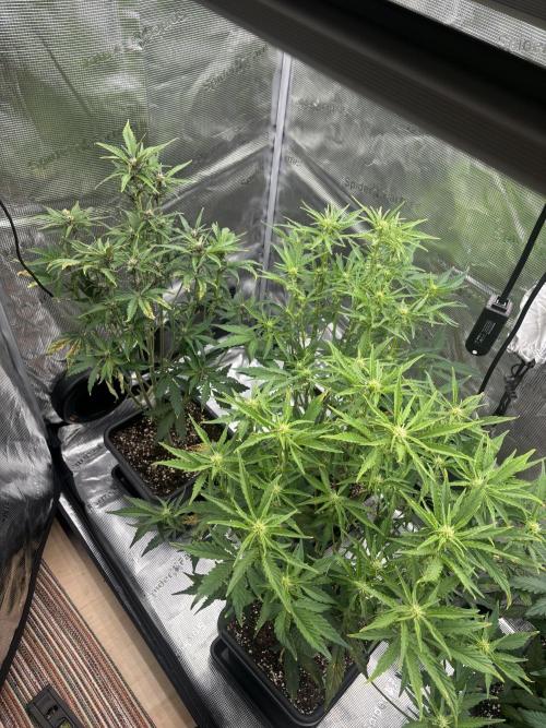 3x Fast Buds LSD-25 Auto. Week 5 - D34