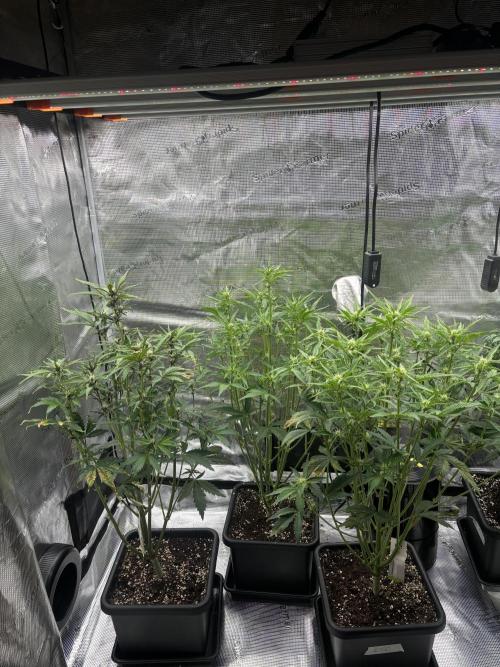 3x Fast Buds LSD-25 Auto. Week 5 - 08.04. - D34