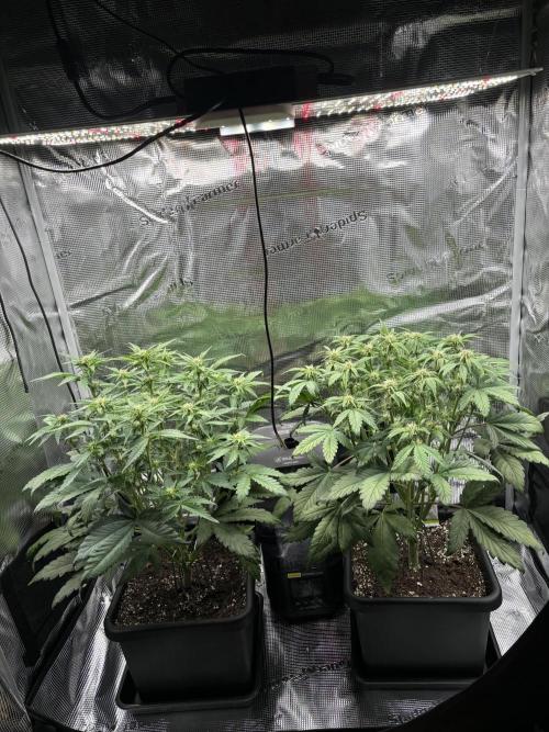 3x Fast Buds Lemon Cherry Cookies Auto. Week 5 - 09.04. - D35